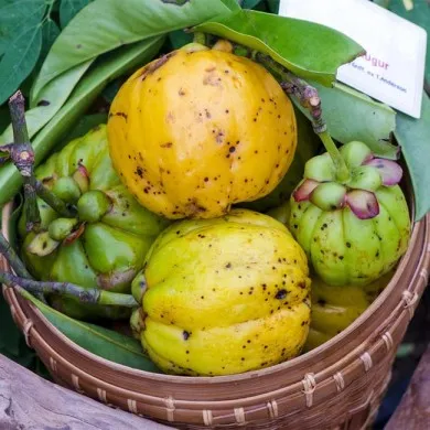 Basket full of garcina cambogia plants, appitite suppressant