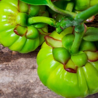 two garcinia cambogia plants to introduce the benefits