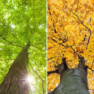 image of a green tree in the sun and a brown autumn tree to show how mood affects hunger 