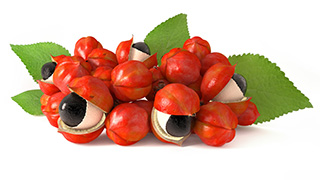 image of Guarana fruit which comes from a perennial shrub image of Guarana fruit which comes from a perennial shrub