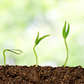 image of plant growing to indicate personal growth