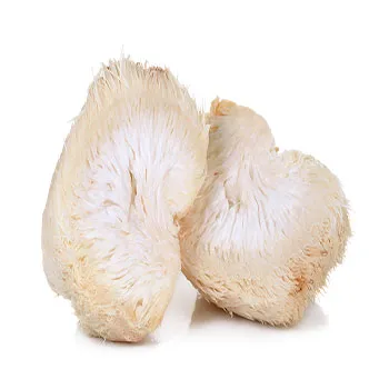 Lion’s Mane Lion’s Mane
