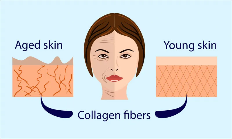 infographic showing how collagen can help prevent aging in skin