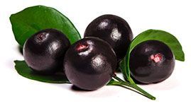 image of acai berries which pure acai tablets are made from