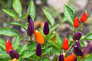 chilli peppers on a stem with leaves