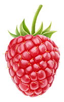 single Red Raspberry to explain what a raspberry ketone is single Red Raspberry to explain what a raspberry ketone is
