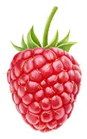 single Red Raspberry to explain what a raspberry ketone is