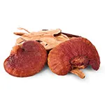 Reishi