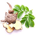 root of the konjac plant Glucomannan for appititle suppression root of the konjac plant Glucomannan for appititle suppression