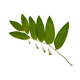 solomons seal plant which has benefits for aiding joints solomons seal plant which has benefits for aiding joints