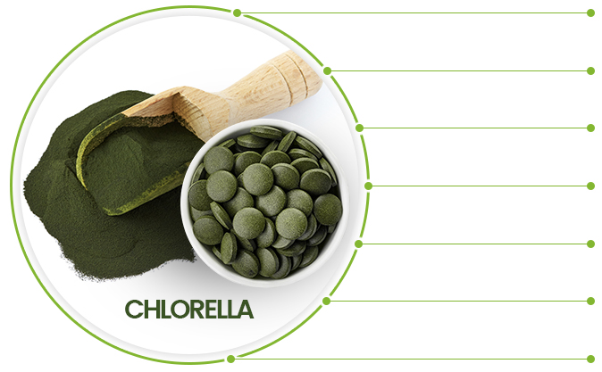spoon full of bio chlorella algae powder and cup of chlorella algae tablets
