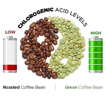 infographic showing a comparison between roasted coffee beans and green coffee beans