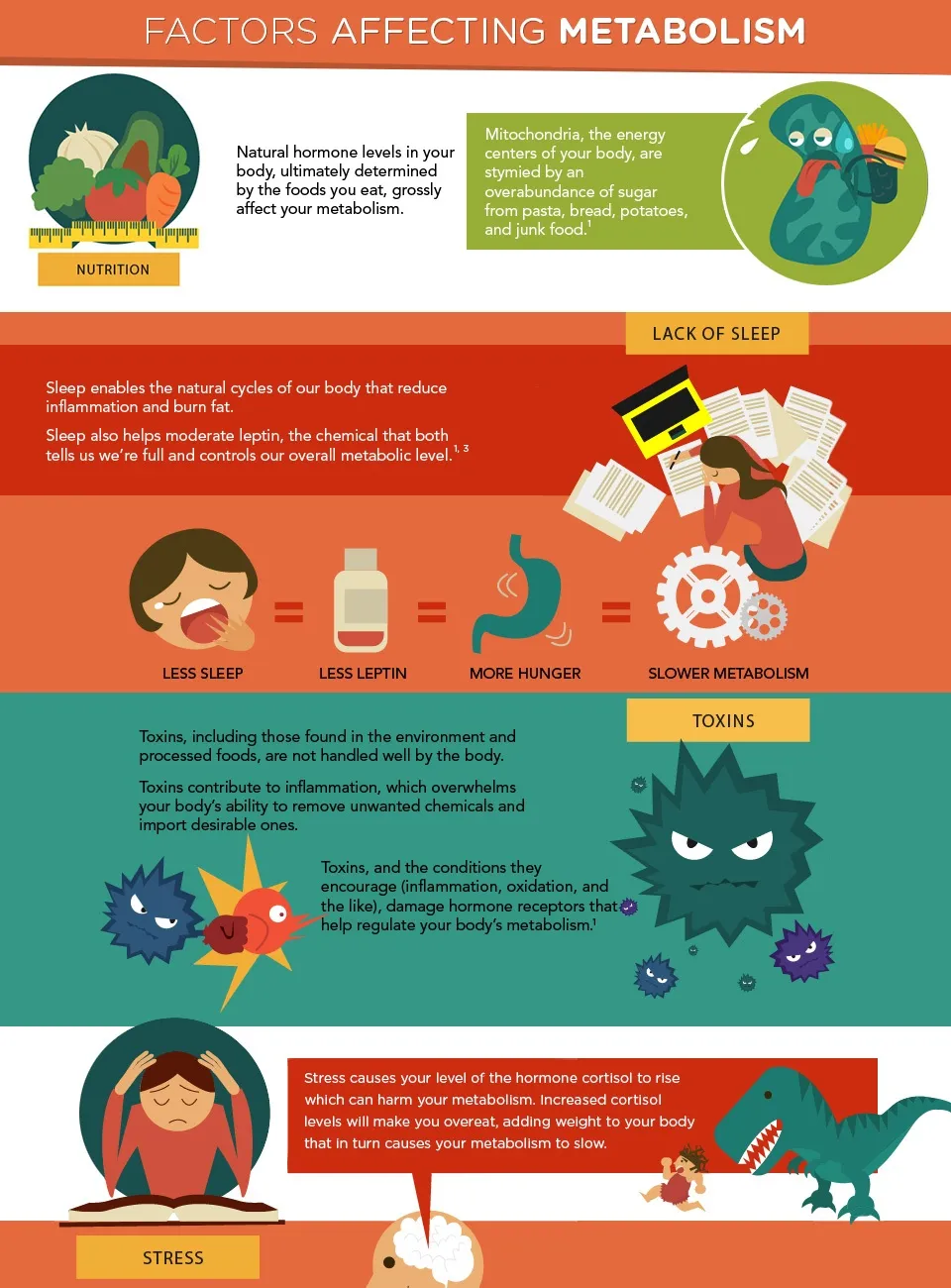 cartoon infographic showing things that effect metabolism 