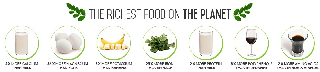 infographic on the richest foods in the work in terms of nutrients