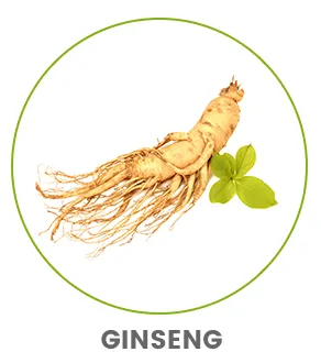 image of a ginseng ginger root plant to show benefits