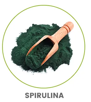 image of a wooden spoon with bio spirulina powder in it
