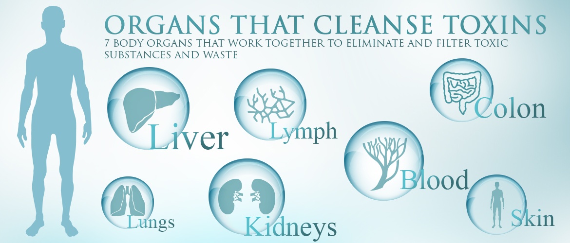 infographic showing 7 organs that cleanse the body 