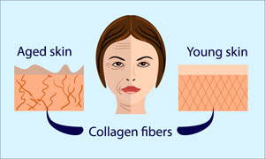 infographic showing how the effect of collagen on youthfullness on the skin