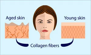 infographic showing how the effect of collagen on youthfullness on the skin