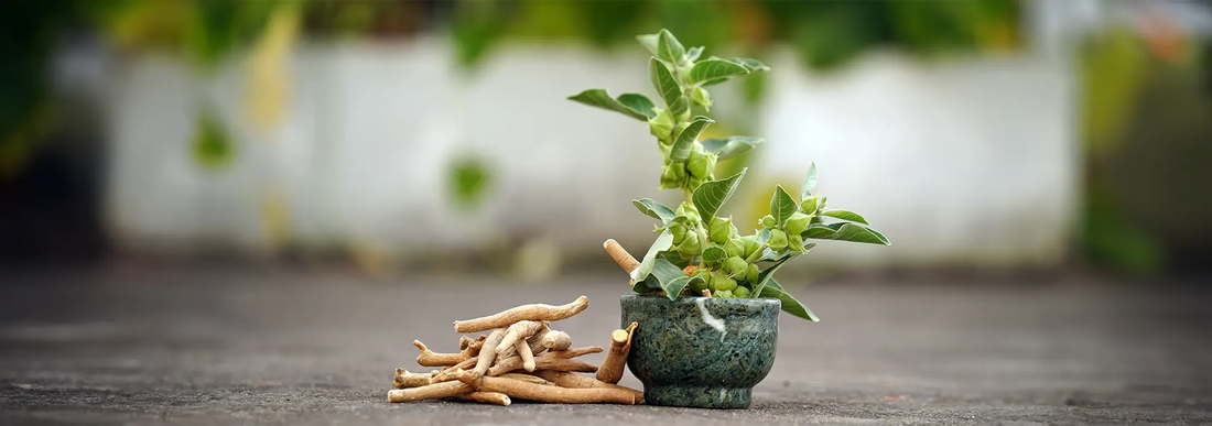 How Much Ashwagandha Per Day for Testosterone? Find Out Here!