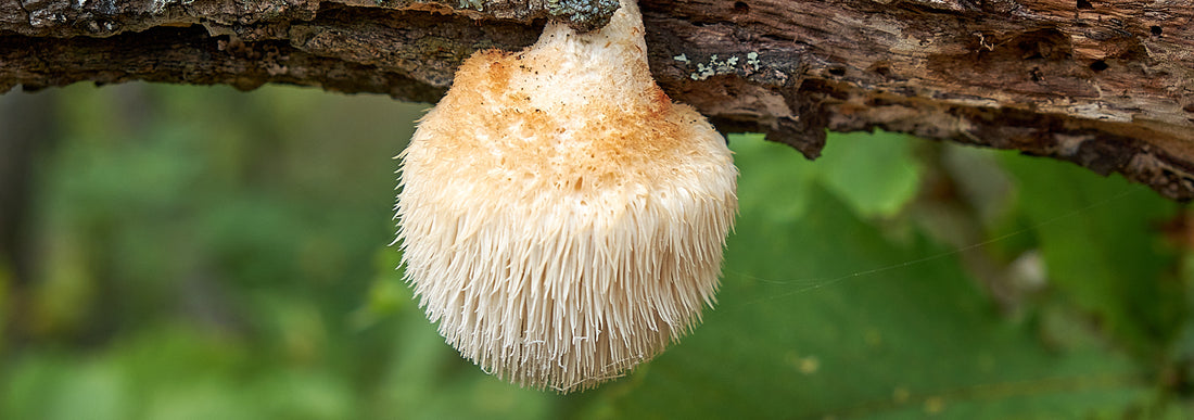 lion’s mane mushroom