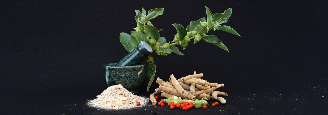 Ashwagandha root, leaves and powder that offer incredible ashwagandha benefits
